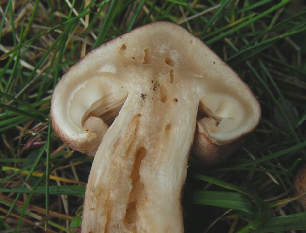 Escursione a 1500/1800,tanti funghi